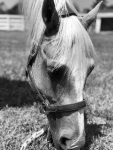 Horse on the North Fork