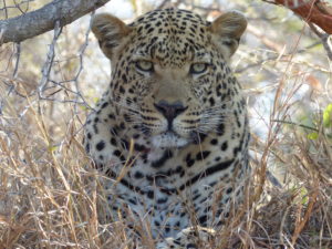 Cheetah in South Africa