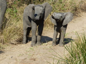 Elephants in South Africa