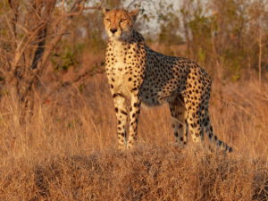 Cheetah in South Africa