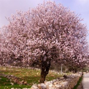 Almond Tree