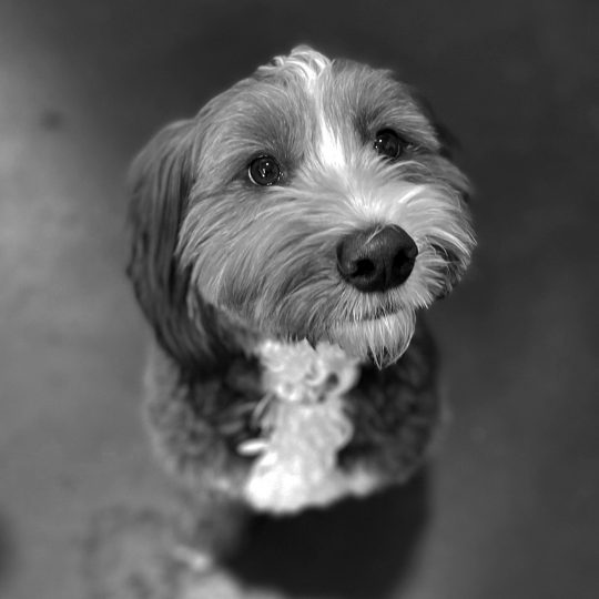 Pennie